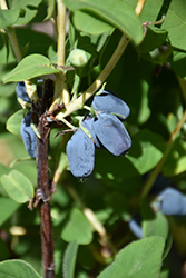 Berry Smart Blue Honeyberry (Lonicera caerulea 'Berry Smart Blue') at A Very Successful Garden Center