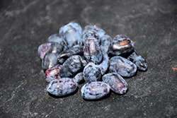 Berry Smart Blue Honeyberry (Lonicera caerulea 'Berry Smart Blue') at The Mustard Seed