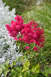 Heavy Metal Astilbe (Astilbe x arendsii 'Heavy Metal') at A Very Successful Garden Center