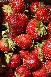 Sparkle Strawberry (Fragaria 'Sparkle') at A Very Successful Garden Center
