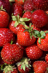 Quinault Strawberry (Fragaria 'Quinault') at A Very Successful Garden Center