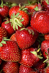 Delizz Strawberry (Fragaria 'Delizz') at Lakeshore Garden Centres