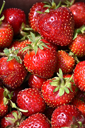 Honeoye Strawberry (Fragaria 'Honeoye') at A Very Successful Garden Center
