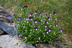 Johnny Jump-Up (Viola tricolor) at Stonegate Gardens