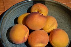 Tomcot Apricot (Prunus armeniaca 'Tomcot') at A Very Successful Garden Center