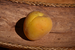 Earligold Apricot (Prunus armeniaca 'Earligold') at A Very Successful Garden Center
