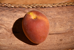 Goldbar Apricot (Prunus armeniaca 'Goldbar') at A Very Successful Garden Center