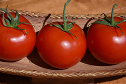 Early Cascade Tomato (Solanum lycopersicum 'Early Cascade') at A Very Successful Garden Center