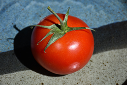Sunmaster Tomato (Solanum lycopersicum 'SunMaster') at A Very Successful Garden Center