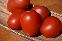 SuperSauce Tomato (Solanum lycopersicum 'SuperSauce') at A Very Successful Garden Center