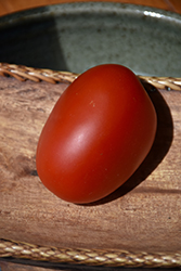 Mariana Tomato (Solanum lycopersicum 'Mariana') at A Very Successful Garden Center