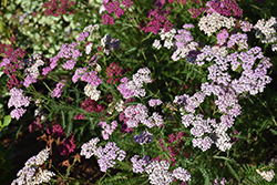 Summer Pastels Yarrow (Achillea millefolium 'Summer Pastels') at Stonegate Gardens