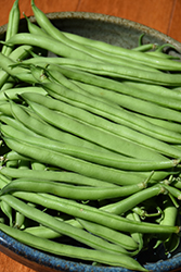 Snap Bean (Phaseolus vulgaris 'Snap') at A Very Successful Garden Center