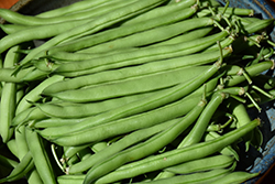 French Bean (Phaseolus vulgaris) at A Very Successful Garden Center