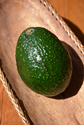 Hass Avocado (Persea americana 'Hass') at Stonegate Gardens