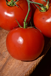 Arkansas Traveler Tomato (Solanum lycopersicum 'Arkansas Traveler') at A Very Successful Garden Center