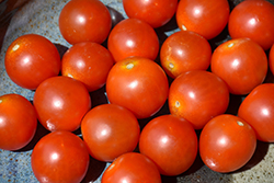 Braveheart Tomato (Solanum lycopersicum 'Braveheart') at A Very Successful Garden Center