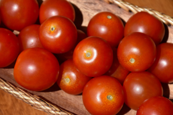 Husky Tomato (Solanum lycopersicum 'Husky') at A Very Successful Garden Center