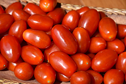 Cherry Roma Tomato (Solanum lycopersicum 'Cherry Roma') at A Very Successful Garden Center