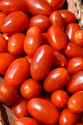 Mini Roma Tomato (Solanum lycopersicum 'Mini Roma') at A Very Successful Garden Center