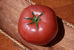 Big Pink Tomato (Solanum lycopersicum 'Big Pink') at A Very Successful Garden Center
