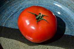 Goliath Tomato (Solanum lycopersicum 'Goliath') at A Very Successful Garden Center
