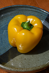 Flavorburst Sweet Pepper (Capsicum annuum 'Flavorburst') at A Very Successful Garden Center