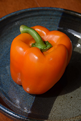 Valencia Sweet Pepper (Capsicum annuum 'Valencia') at A Very Successful Garden Center