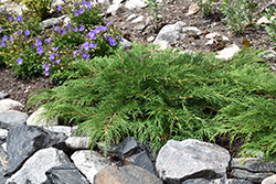 Celtic Pride Siberian Cypress (Microbiota decussata 'Prides') at A Very Successful Garden Center