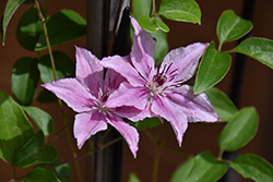 Pink Fantasy Clematis (Clematis 'Pink Fantasy') at A Very Successful Garden Center