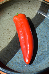NuMex Big Jim Hot Pepper (Capsicum annuum 'Big Jim') at A Very Successful Garden Center