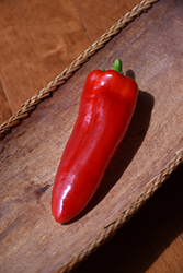 Giant Ristra Pepper (Capsicum annuum 'Giant Ristra') at A Very Successful Garden Center