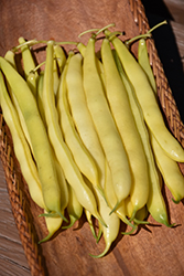 Yellow Bean (Phaseolus vulgaris 'Yellow') at A Very Successful Garden Center