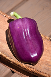 Purple Star Pepper (Capsicum annuum 'Purple Star') at A Very Successful Garden Center