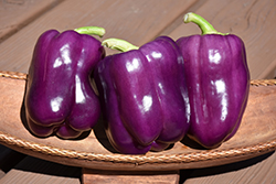 Purple Bell Pepper (Capsicum annuum 'Purple Bell') at A Very Successful Garden Center