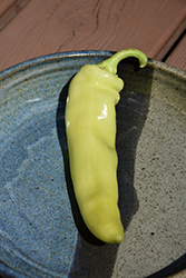 Hungarian Yellow Wax Sweet Pepper (Capsicum annuum 'Hungarian Yellow Wax') at A Very Successful Garden Center