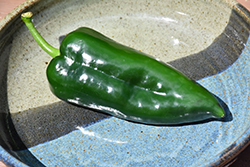 Mosquetero Pepper (Capsicum annuum 'Mosquetero') at A Very Successful Garden Center