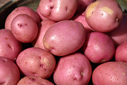 Red Potato (Solanum tuberosum 'Red') at A Very Successful Garden Center