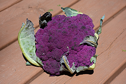Graffiti Cauliflower (Brassica oleracea var. botrytis 'Graffiti') at A Very Successful Garden Center