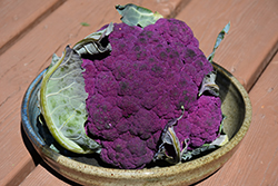 Violet Queen Cauliflower (Brassica oleracea var. botrytis 'Violet Queen') at A Very Successful Garden Center