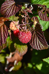 Red Mammoth Raspberry (Rubus 'Red Mammoth') at A Very Successful Garden Center