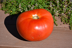 Porterhouse Tomato (Solanum lycopersicum 'Porterhouse') at A Very Successful Garden Center