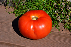 Park's Whopper Tomato (Solanum lycopersicum 'Park's Whopper') at A Very Successful Garden Center