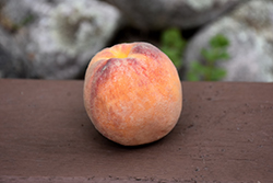 Golden Jubilee Peach (Prunus persica 'Golden Jubilee') at A Very Successful Garden Center