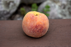 Rio Oso Gem Peach (Prunus persica 'Rio Oso Gem') at A Very Successful Garden Center