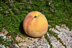 Golden Sun Peach (Prunus persica 'Golden Sun') at Stonegate Gardens