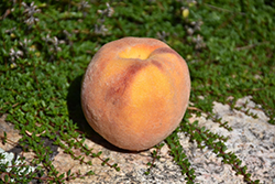 Mid-Pride Peach (Prunus persica 'Mid-pride') at A Very Successful Garden Center