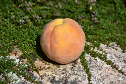 Golden Glory Peach (Prunus persica 'Golden Glory') at Stonegate Gardens