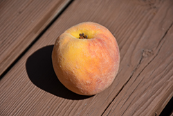 Honey Babe Peach (Prunus persica 'Honey Babe') at A Very Successful Garden Center