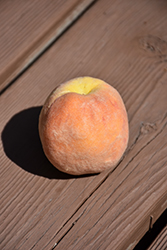 Melba Peach (Prunus persica 'Melba') at A Very Successful Garden Center
